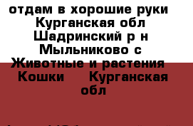 отдам в хорошие руки  - Курганская обл., Шадринский р-н, Мыльниково с. Животные и растения » Кошки   . Курганская обл.